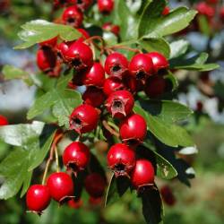 Crataegus monogyna JACQ subsp. monogyna JACQ.